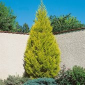 TÜPLÜ LİMONİ SERVİ FİDANI 4 ADET BOY 50-60CM - 1