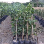 TÜPLÜ AŞILI PRİMASOL MANDALİNA FİDANI YAŞ 1-2 BOY 90-110CM(BOL VERİMLİ) thumbnail 2