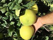 TÜPLÜ AŞILI İÇİ KIRMIZI ŞADOK POMELO (AĞAÇ KAVUNU) YAŞ 2 BOY 90-110 CM - 1