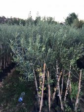 TÜPLÜ ARBEQUİNA BODUR İSPANYOL  ZEYTİN FİDANI 2 YAŞ(MEYVE VERME DURUMUNDA) - 1