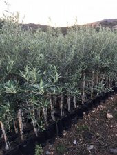 TÜPLÜ ARBEQUİNA BODUR İSPANYOL  ZEYTİN FİDANI 2 YAŞ(MEYVE VERME DURUMUNDA) - 2