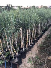 TÜPLÜ ARBEQUİNA BODUR İSPANYOL  ZEYTİN FİDANI 2 YAŞ(MEYVE VERME DURUMUNDA) - 3