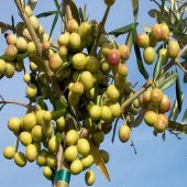 TÜPLÜ BODUR ARBEQUİNA ZEYTİN FİDANI 1 YAŞ - 40-60 CM BOY- 4 ADET - 1