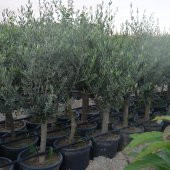 SAKSIDA YARI BODUR 7-10 KUTUR GEMLİK ZEYTİN FİDANI 4-5 YAŞ 50-70 CM BOY - 1