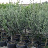 SAKSIDA YARI BODUR 7-10 KUTUR GEMLİK ZEYTİN FİDANI 4-5 YAŞ 50-70 CM BOY - 2