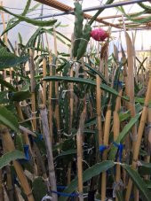 TÜPLÜ 2 YAŞ KIRMIZI PİTAYA EJDER MEYVESİ(Meyve vermeye hazır)110-130CM - 2