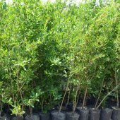 TÜPLÜ İÇİ DIŞI  KIRMIZI 1 YAŞ  HİCAZ NARI ( 4 ADET) 60-80 CM - 2