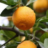 TÜPLÜ 1 YAŞ VOLKAMARİANA LİMON ANACI 60-80 CM(aşılanabilir veya reçellik limon meyvesi alınabilir ) - 1