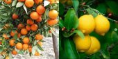 TÜPLÜ AŞILI YEDİVEREN LİMON + W.MURCOTT MANDALİNA FİDANI(2Lİ PAKET) - 1