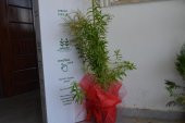 SAKSIDA KOKULU LİMON OTU MELİSA FİDANI - 1