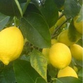 TÜPLÜ AŞILI KIBRIS LİMONU FİDANI - 1