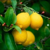 TÜPLÜ AŞILI SAKSILIK BODUR YEDİVEREN LİMON 3 YAŞ 50-60cm thumbnail 1