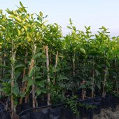 TÜPLÜ AŞILI SAKSILIK BODUR YEDİVEREN LİMON 3 YAŞ 50-60cm thumbnail 2