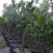 12 LİTRELİK SAKSIDA BODUR YEDİVEREN LİMON FİDANI YAŞ 3 BOY 80-100cm - 1