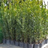 TÜPLÜ DEFNE FİDANI 60-80 cm - 1