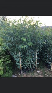 TÜPLÜ OKALİPTUS FİDANI BOY 70-100CM 4 ADET - 1