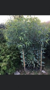 TÜPLÜ OKALİPTUS FİDANI BOY 70-100CM 4 ADET - 2