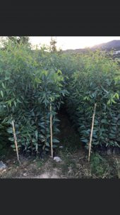 BATAKLIK KURUTAN OKALİPTUS FİDANI BOY 100-120cm 6 ADET - 2