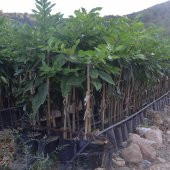 TÜPLÜ AŞILI MAYER FİDANI 2 YAŞ BOY 90-110 CM SOĞUKLARA DAYANIKLI - 2