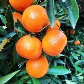 TÜPLÜ AŞILI KLEMANTİN NOVA MANDALİNA YAŞ 1-2 BOY 90-110CM FİDANI - 1