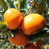 TÜPLÜ AŞILI DOBASHİ BENİ MANDALİNA YAŞ 1-2 BOY 90-110CM SOĞUKLARA DAYANIKLI - 1