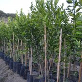 TÜPLÜ AŞILI KLEMANTİN KOKULU KİNG MANDALİNA YAŞ 1-2 BOY 90-110CM SOĞUKLARA DAYANIKLI - 2