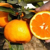 TÜPLÜ AŞILI SAKSILIK BODUR MİHO WASE MANDALİNA FİDANI 2 YAŞ 40-60 CM BOY - 1