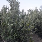 TÜPLÜ 3 YAŞ GEMLİK FİDANI - 2