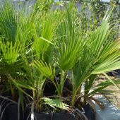 TÜPLÜ BODUR PALMİYE FİDANI 2 YAŞ 70-90CM BOY - 1