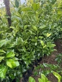 3 YAŞ YAFA PORTAKAL BOY 150-170 CM thumbnail 4