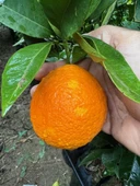 3 YAŞ YAFA PORTAKAL BOY 150-170 CM thumbnail 1