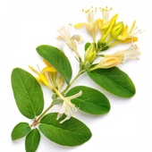 Hanımeli Lonicera Periclymenum Fidanı 15-25 cm thumbnail 1