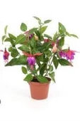 Pembe Küpeli Çiçeği Fidanı Fidesi 15-25 cm - 1