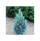 Mavi Elwoodii Çam Fidanı Chamaecyparis Ellwoodii 30-40 cm - 1