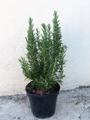 Eğrelti Yeşili Biberiye Bitkisi Fidanı ( Rosmarinus Officinalis) Saksıda 15-25 cm - 4