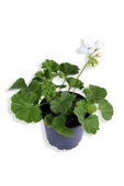 Sardunya Çiçeği Fidanı - Pelargonium - Beyaz Renk 10-20 Cm thumbnail 1