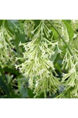 Melisa Parfüm Çiçeği Fidanı Canlı Çiçek - Cestrum Nocturnum 10-20 cm - 2