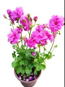 Sakız Sardunya Fidanı Saksılı Açık Pembe 10-20 Cm - 1