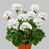 Sardunya Çiçeği Fidanı - Pelargonium - Beyaz Renk 10-20 Cm thumbnail 4