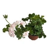 Sardunya Çiçeği Fidanı - Pelargonium - Beyaz Renk 10-20 Cm thumbnail 3