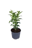 Melisa Parfüm Çiçeği Fidanı Canlı Çiçek - Cestrum Nocturnum 10-20 cm - 1