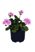 Sardunya Çiçeği Fidanı - Pelargonium - Açık Pembe Renk 10-20 Cm thumbnail 1