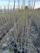 TÜPLÜ 2 YAŞ TİGER FİG İNCİR FİDANI  BOY 150-180 CM thumbnail 3