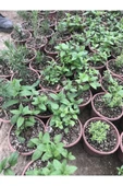 Saksılı Nane Fidanı Fidesi 10-20 Cm 5 Adet Mentha thumbnail 3