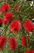 Saksılı Fırça Çalısı Çiçeği Fidanı Callistemon Laevis 50-100 cm thumbnail 4