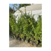 Saksılı Fırça Çalısı Çiçeği Fidanı Callistemon Laevis 50-100 cm thumbnail 2