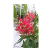 Saksılı Fırça Çalısı Çiçeği Fidanı Callistemon Laevis 50-100 cm thumbnail 3