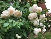 Kar Beyaz Gül Fidanı Fidesi (Beyaz) 10-20 cm - 3