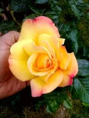 Aşılı Gül Fidanı Kayısı Somon Renk 15-25 cm thumbnail 1