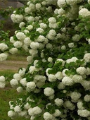 Kartopu Çiçeği Fidanı viburnum lucidum 40-60 cm - 4